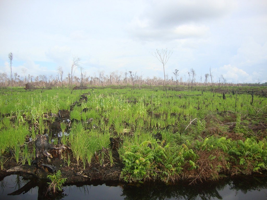 The importance of peatland: Sustaining our environment and improving livelihoods