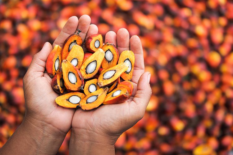 Does Palm Oil Have a Place in Sustainable Animal Production